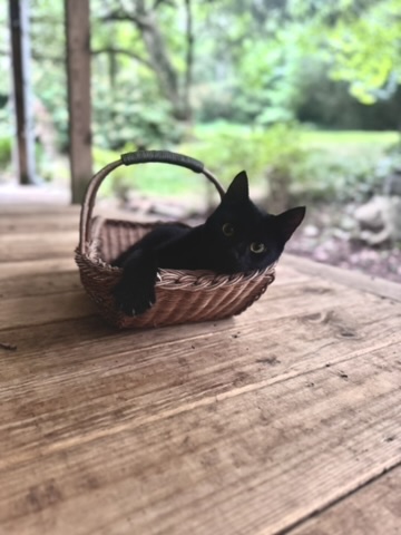 A black kitten patient