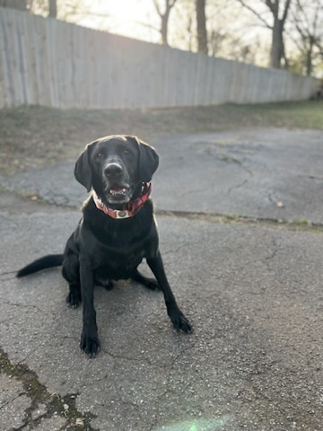A Labrador retriever patient at golden hour