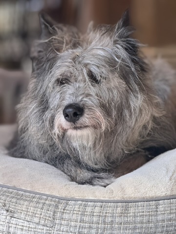 A terrier-mix patient resting at home