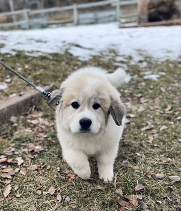 A Great Pyrenees puppy patient