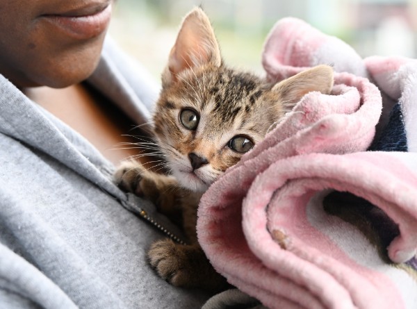 A kitten patient wrapped in a blanket