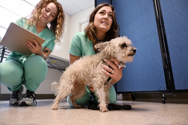 Dr. Molly Brinkmann and a team member examining a patient